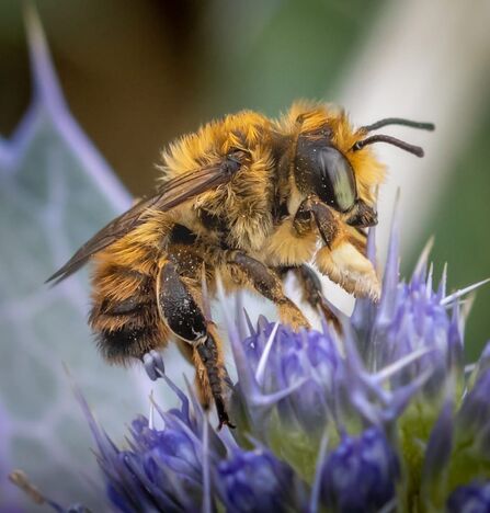 Bee feeding on sea holly