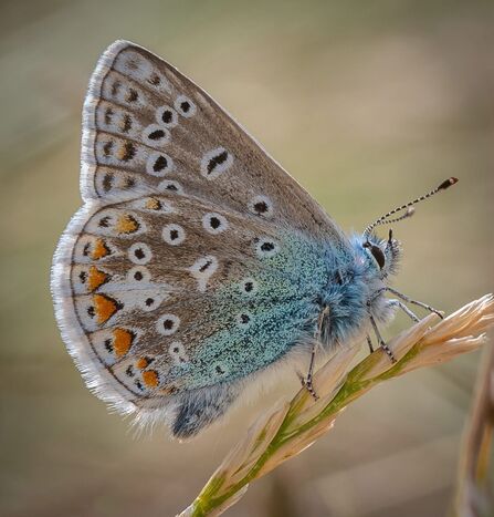 Common blue butterfly sat with wings closed on a blade of dune grass
