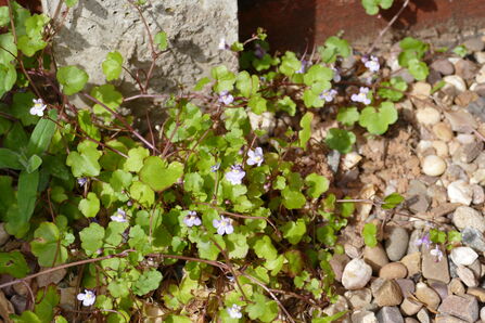 Ivy-leaved toadflax growing amongst stones at the bottom of a wall