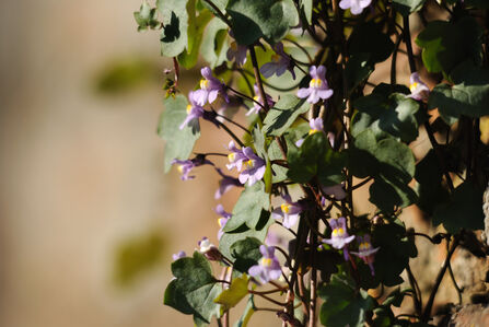 A cluster of ivy-leaved toadflax flowers growing from a wall