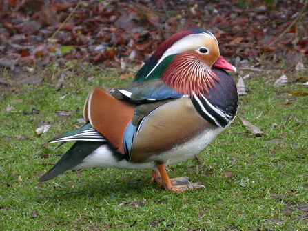 Mandarin duck credit Dave Appleton