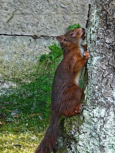A red squirrel with swollen eyes - a symptom of the fatal squirrel pox virus