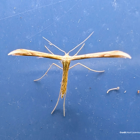 Common plume moth Credit Mark Lazenby