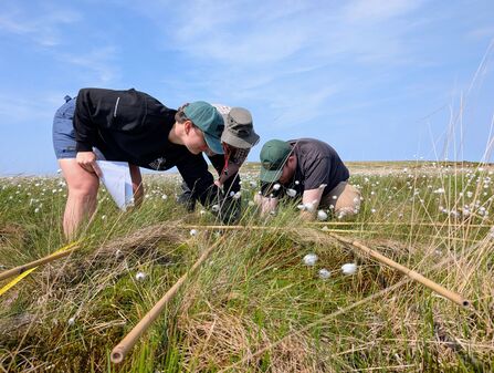 Three staff doing a vegetation survey