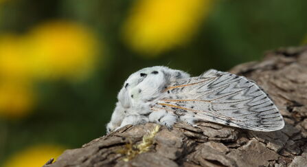 A big, fluffy puss moth resting on a tree branch