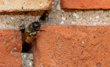 A red mason bee emerging from a gap in some mortar in a brick wall