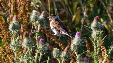 Reed bunting Credit Nathan Wilde