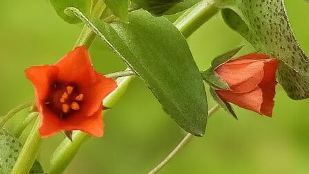 Scarlet pimpernel at Heysham Credit Keith Stanley
