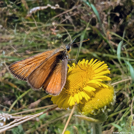 Small skipper at Mere Sands Wood Credit Mark Lazenby