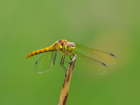 A common darter dragonfly resting on a perch