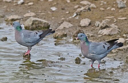 Two stock doves in shallow waters at Seaforth Credit Tom McKibbin