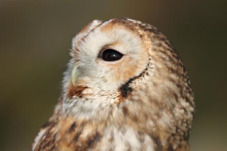 Tawny Owl Credit Steve Davis
