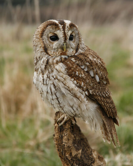 Tawny Owl Credit Jon Hawkins Surrey Hills Photography 