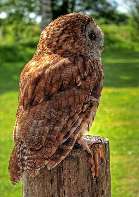 Tawny Owl Credit Bob Coyle
