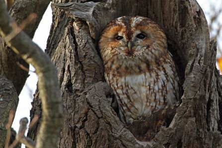 Tawny Owl Credit Margaret Holland