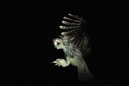 Tawny Owl Credit Margaret Holland