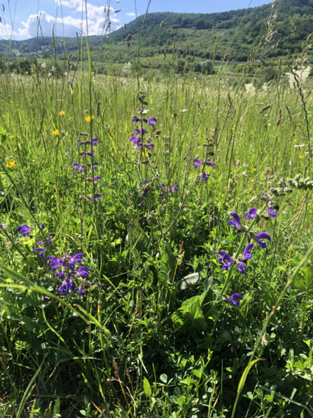 Hay meadows in Romania buzzing with life