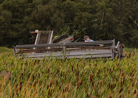 A harvest machine cutting bulrush