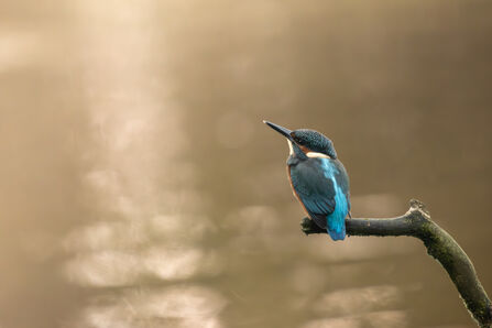 A kingfisher resting on a branch above a body of water