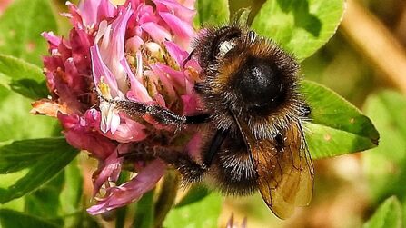 Common carder bee on a pink flower Credit Keith Stanley