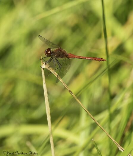 Ruddy darter at Middleton Credit Janet Packham