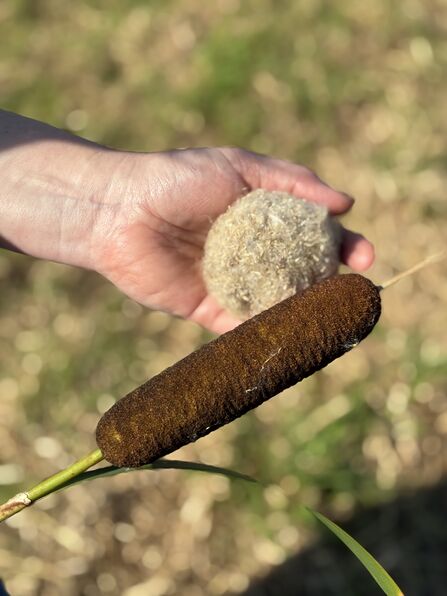 Typha harvest day by Hazel Ryan