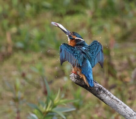 A kingfisher with wings outstretched, resting on a perch and shaking a fish in its bill