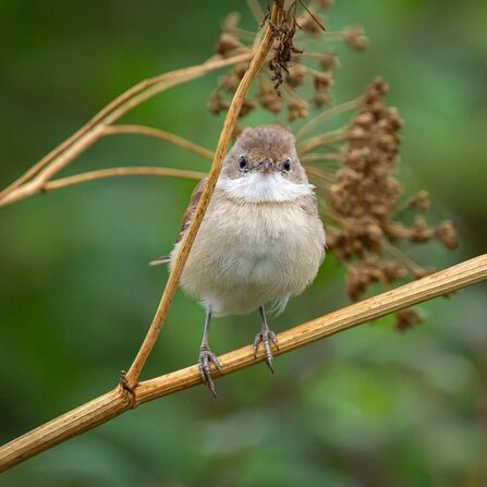 Common whitethroat on a branch looking to the camera at Lunt Meadows Credit Steve Liptrot