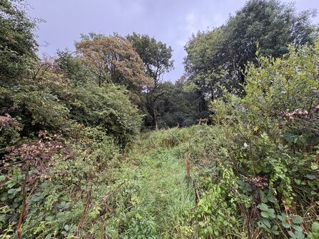 Scutcher Acres woodland 