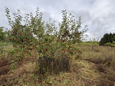 Scutchers Acres - orchard 