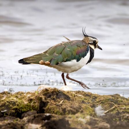 Lapwing at Lunt Meadows Credit Stephen Maddock