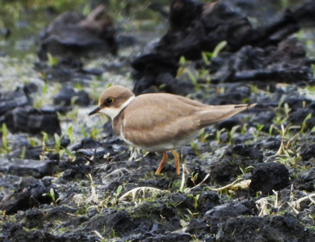 Little Ringed Plover at Little Woolden Moss Credit Dave Steel