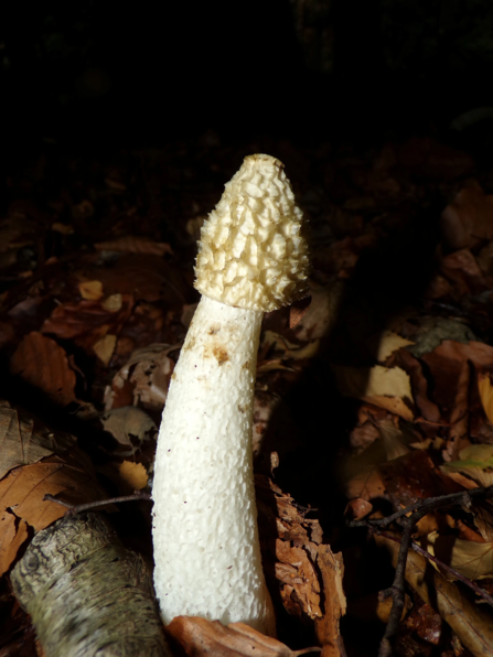 Stinkhorn fungus at Mere Sands Wood Credit Jeff Gorse
