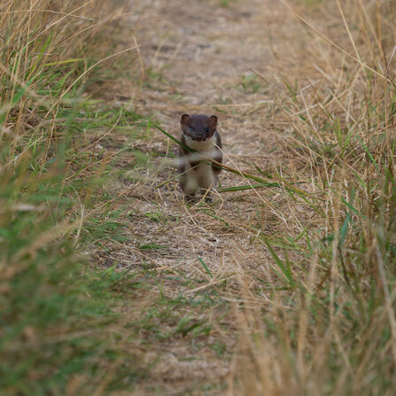 Stoat at Lunt meadows Credit Kevin Mulholland 