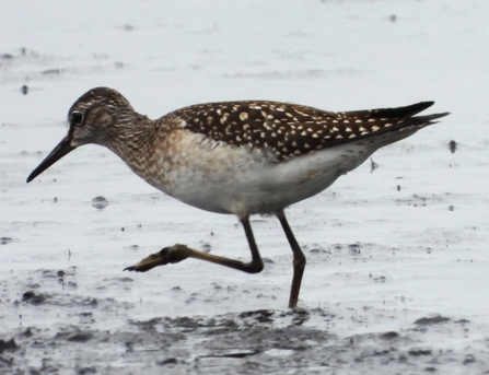 Wood sandpiper at Little Woolden Moss Credit Dave Steel