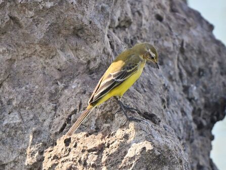 Yellow wagtail on a rock at Seaforth Credit Tom McKibbin