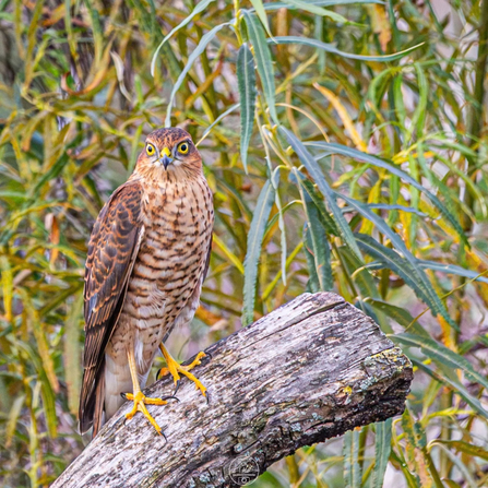 Sparrowhawk at Lunt Credit Paul Madden
