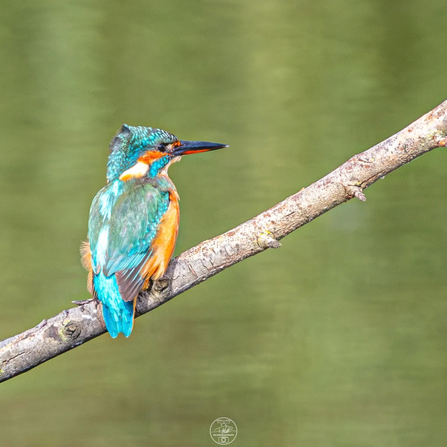 Kingfisher at Lunt Meadows Credit Paul Madden