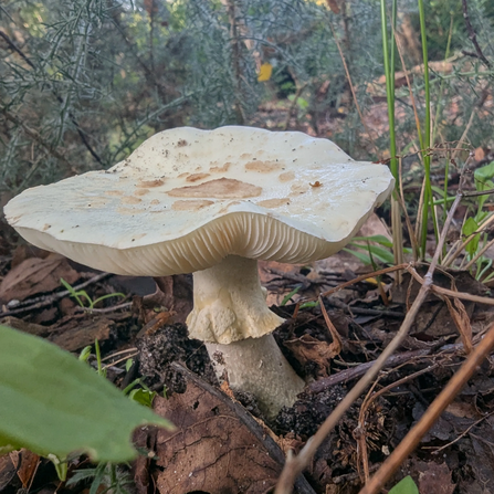 False deathcap at Mere Sands Wood Credit Mark Lazenby