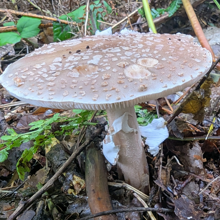 Blusher mushroom at Mere Sands Wood Credit Mark Lazenby