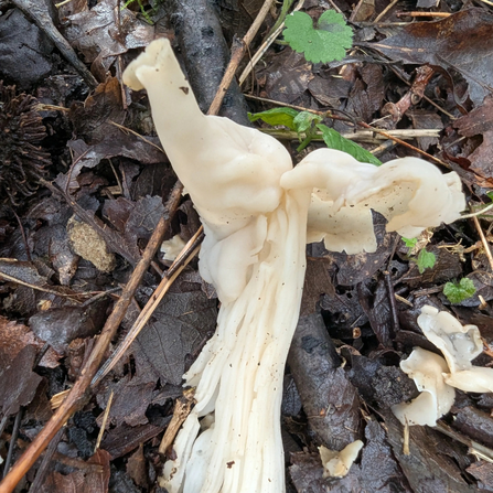 White saddle mushroom at Mere Sands Wood Credit Mark Lazenby