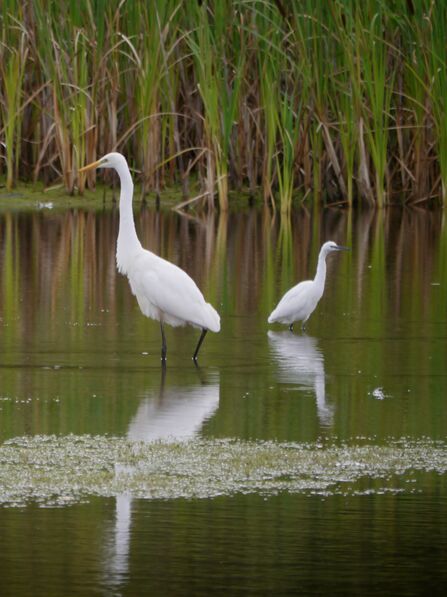 Great white egret and little egret at Brockholes Credit g.c_ph0tography_