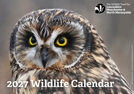 The front cover of the 2027 Lancashire Wildlife Trust calendar featuring a short-eared owl