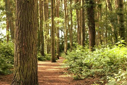 Mere Sands Wood pines