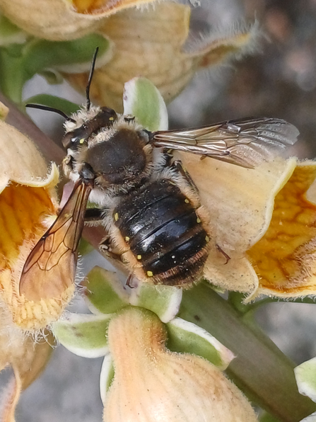 A close up of a wool carder bee on a rusty foxglove flower