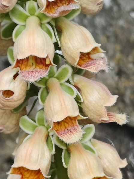 A close up of a cluster of flowers on a rusty foxglove plant
