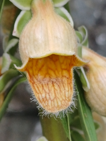 A close up of a rusty foxglove flower