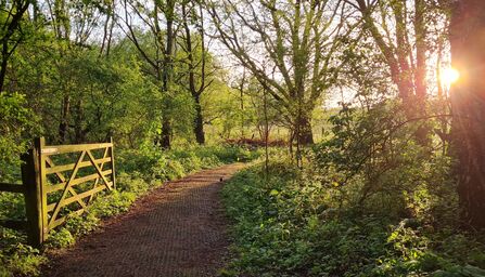 A woodland path in late afternoon sunlight
