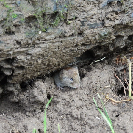 Bank vole peeking out from underneath a mud bank at Brockholes Credit Paul Haworth