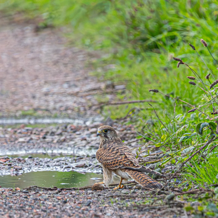 Kestrel with prey at Lunt Credit Paul Madden